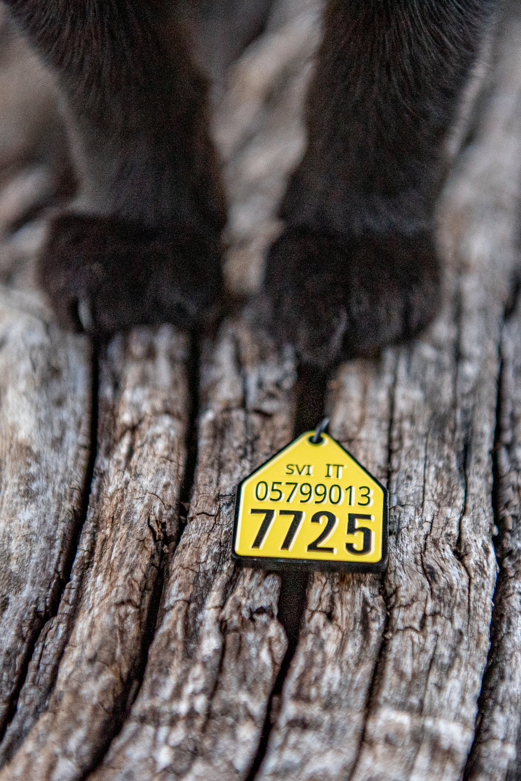 Ciondolo Libera Tutti